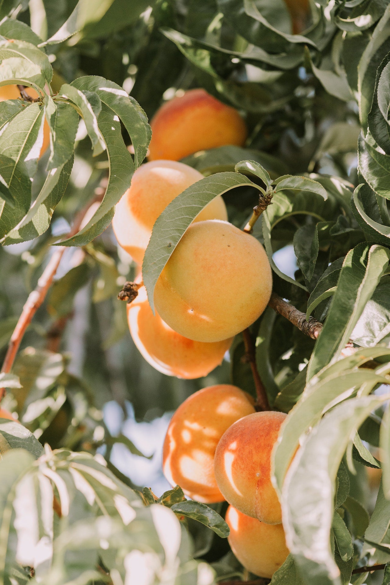 杏桃核仁油（精製） Apricot Kernel Oil (Refined)