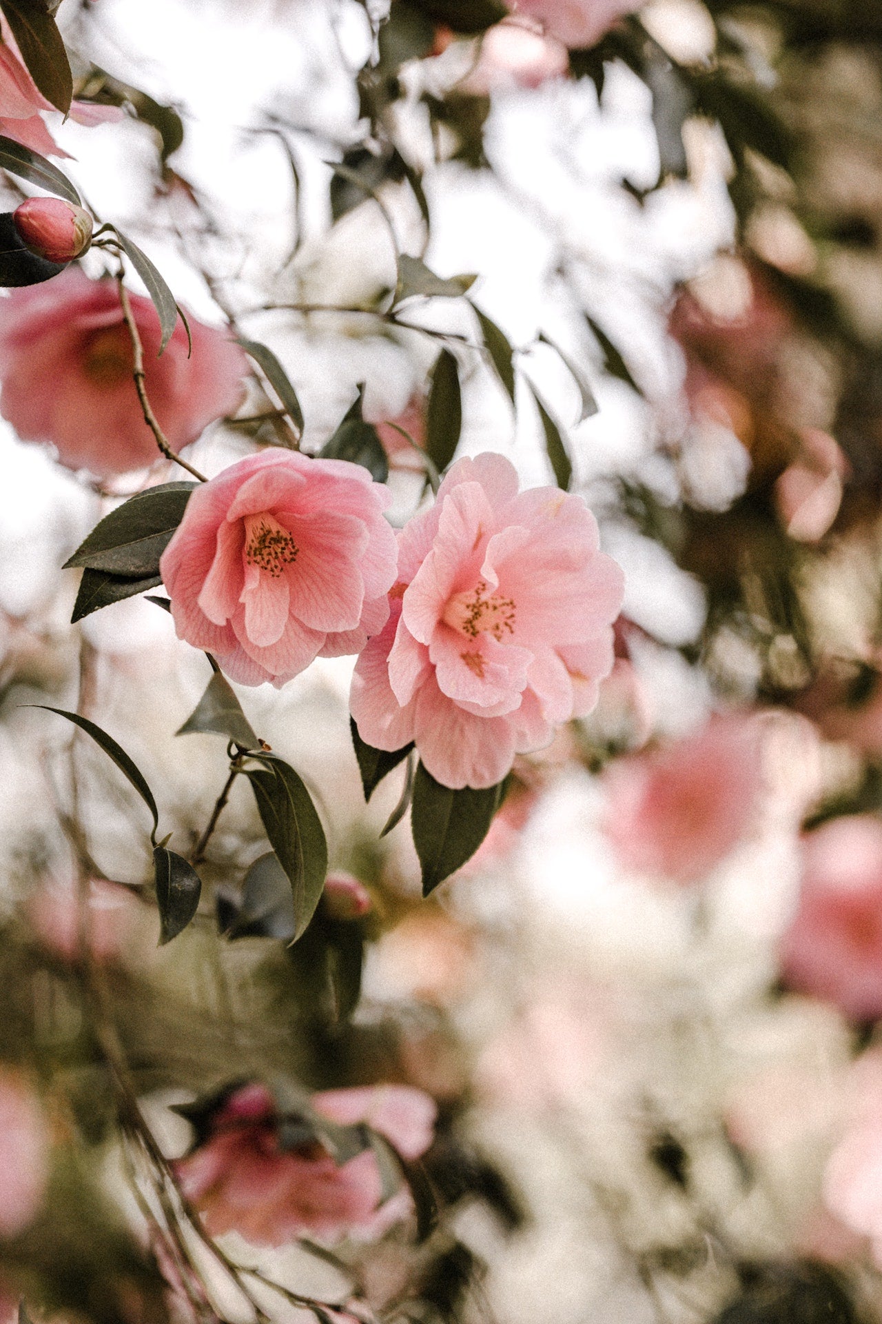 山茶花油 Camellia Oil