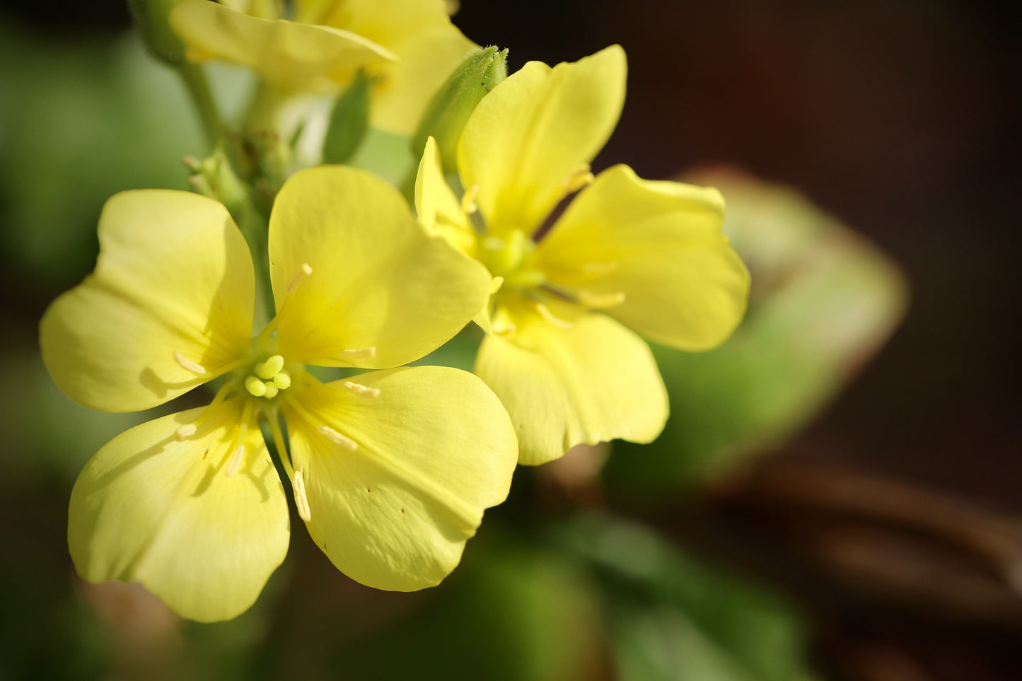 月見草油（頂級） Evening Primrose Oil (Premium)