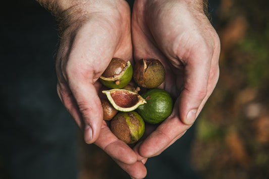 胡桃油（精製） Macadamia Nut Oil (Refined)