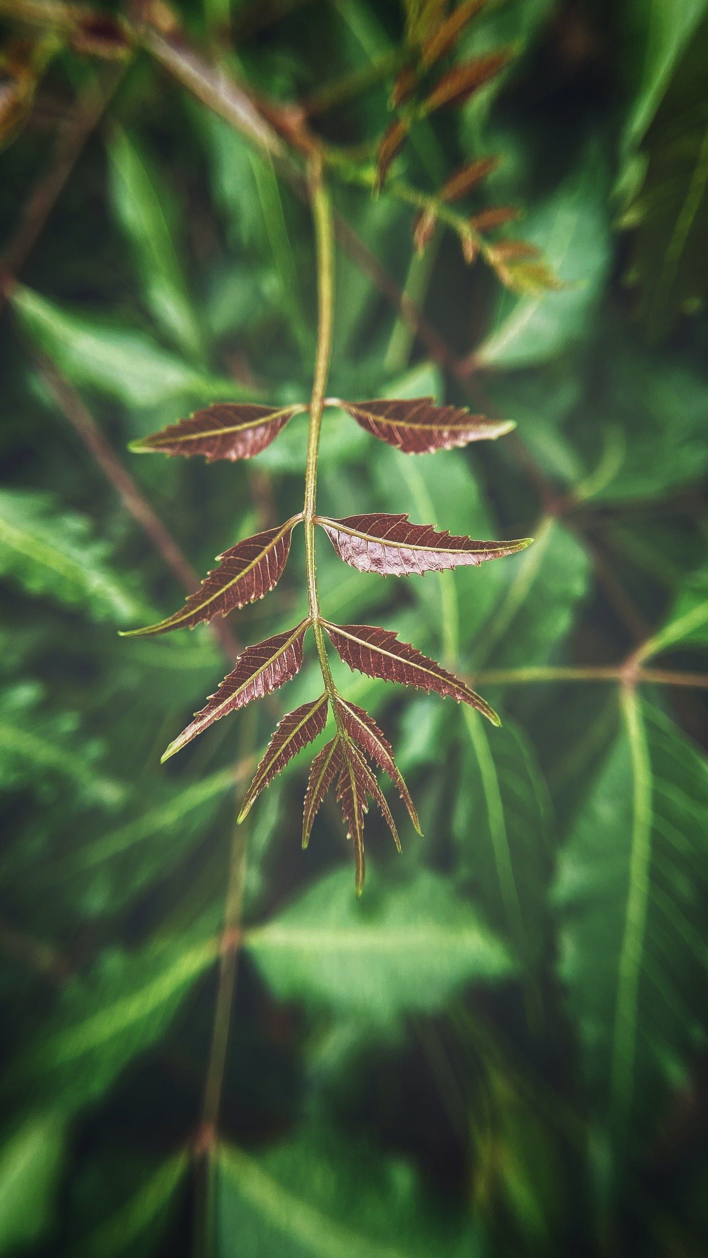 苦楝油（冷壓初榨） Neem Oil (Cold Pressed & Extra Virgin)